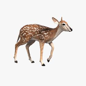 Fawn (ANIMATED)